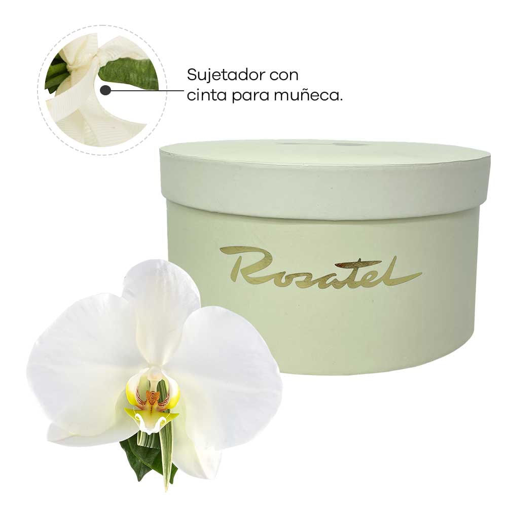 Corsage con Orquídea Phaleonopsis