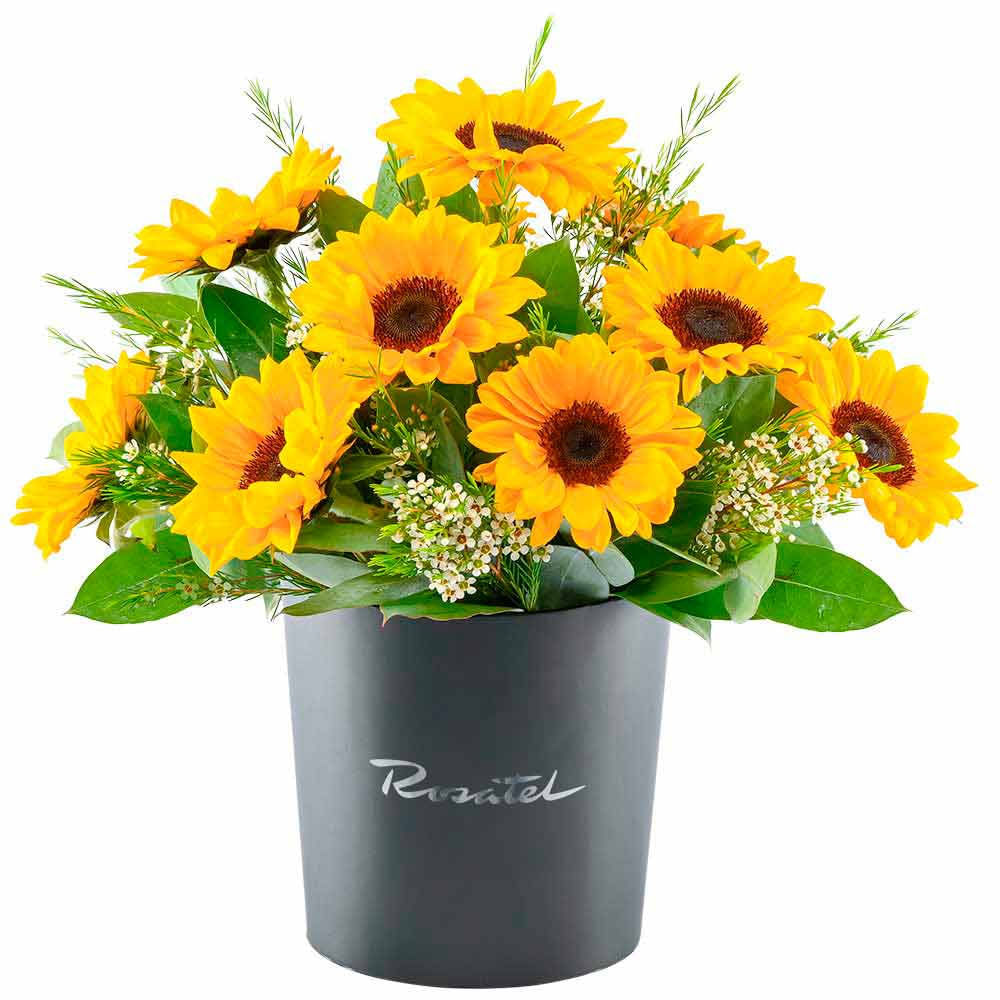 Sombrerera Negra Grande Alegría de Girasoles