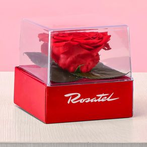 rosa-preservada-roja-en-cubo