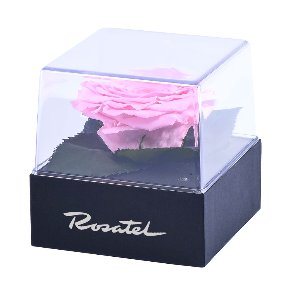 Rosa Preservada en Cubo