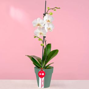 planta-orquidea-phalaenopsis-blanca-en-base-verde