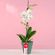 planta-orquidea-phalaenopsis-blanca-en-base-verde