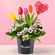 mini-arreglo-tulipanes-de-amor