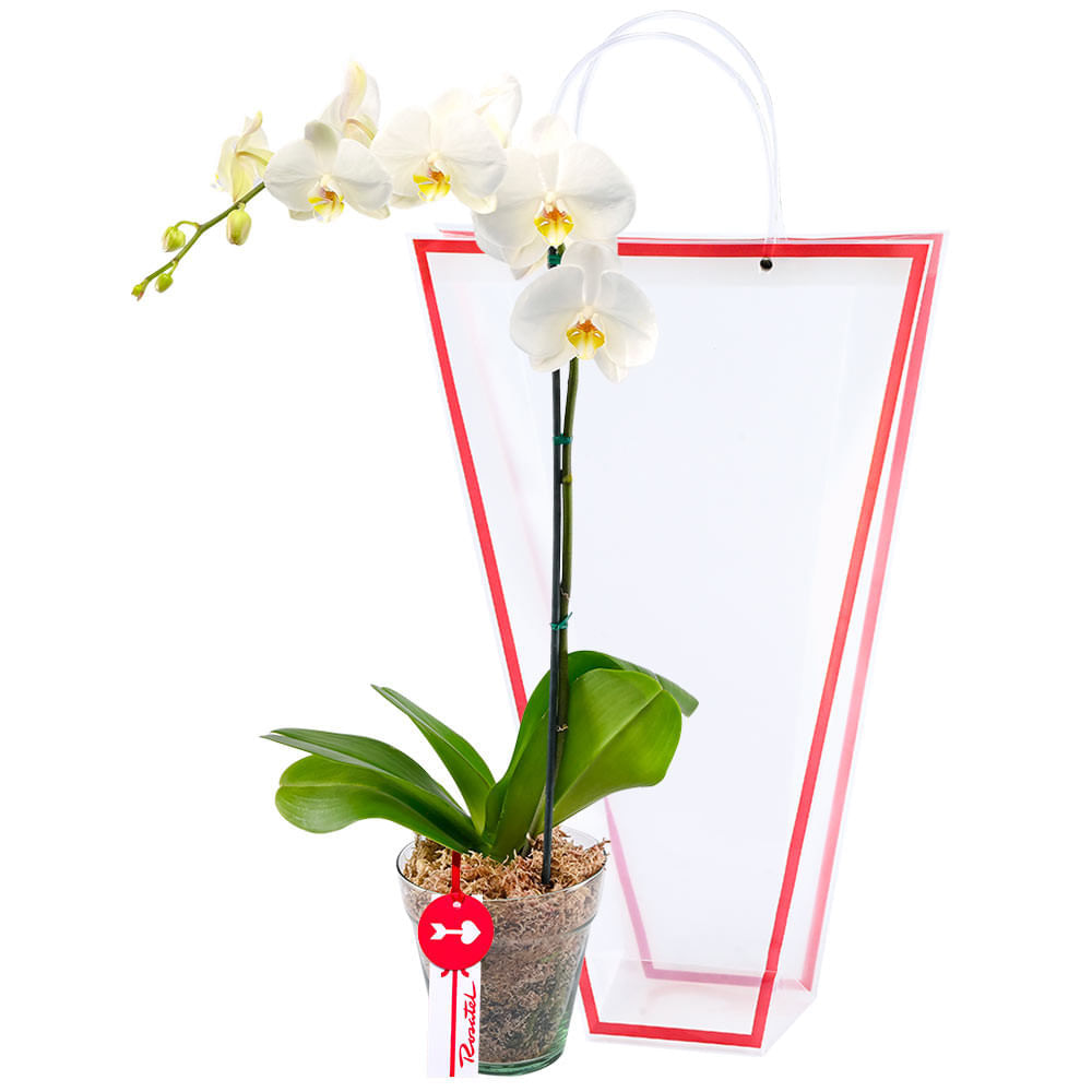 Planta Orquídea Phalaenopsis Blanca