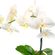 planta-orquidea-phalaenopsis-blanca