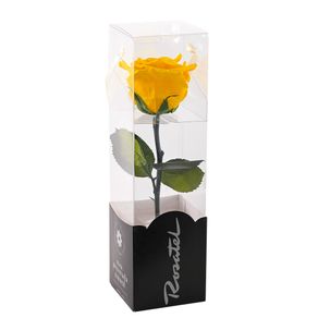 Rosa Preservada Natural Short
