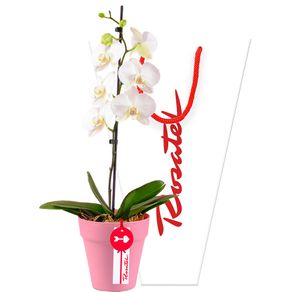 planta-de-orqudea-phalaenopsis-fucsia-en-base-rosada-rosatel