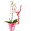 planta-de-orqudea-phalaenopsis-fucsia-en-base-rosada-rosatel