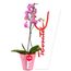 planta-de-orqudea-phalaenopsis-fucsia-en-base-rosada-rosatel