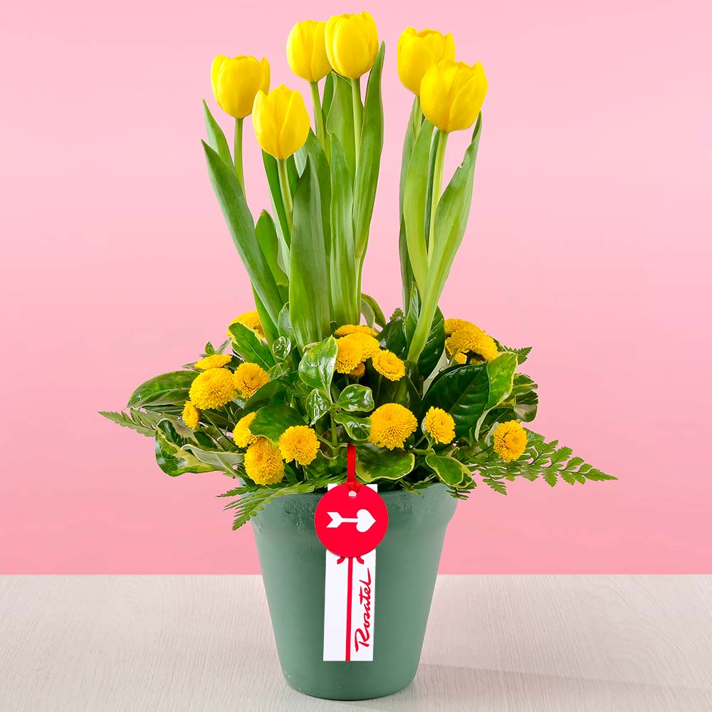 Arreglo Tulipanes y Pompos Amarillos