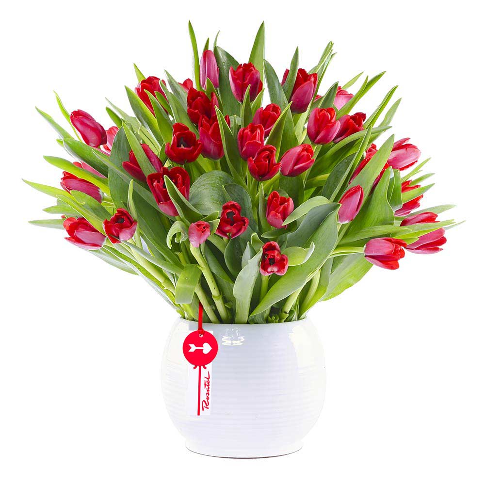Arreglo con 50 Tulipanes Rojos