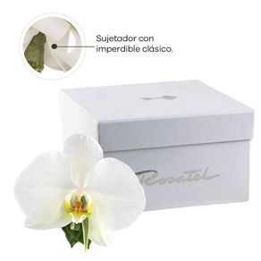 corsage-orquidea-phaleonopsis-con-imperdible-rosatel