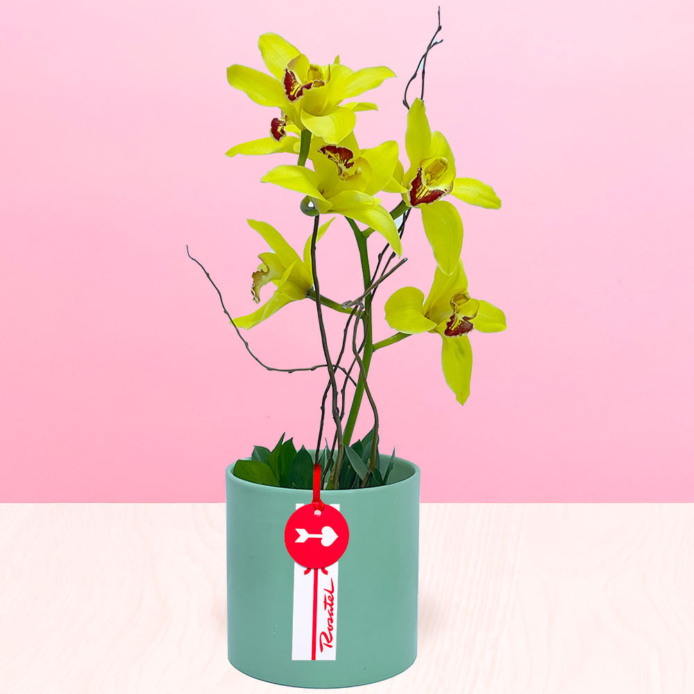 Arreglo de Orquídea Cymbidium Amarilla
