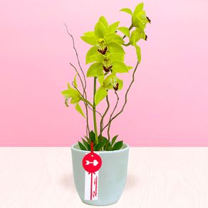 arreglo-de-orqudea-cymbidium-verde-rosatel