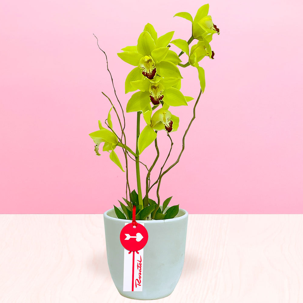 Arreglo de Orquídea Cymbidium Verde