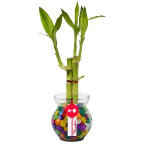 base-de-vidrio-con-3-varas-de-bambu