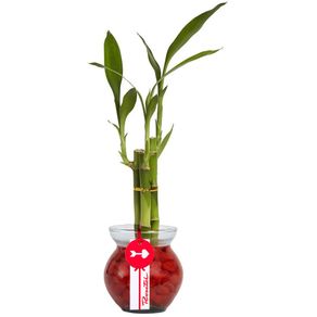 base-vidrio-con-3-varas-de-bambu