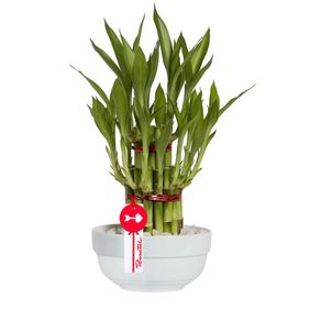 base-ceramica-con-20-varas-de-bambu