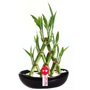 base-ceramica-con-18-varas-de-bambu