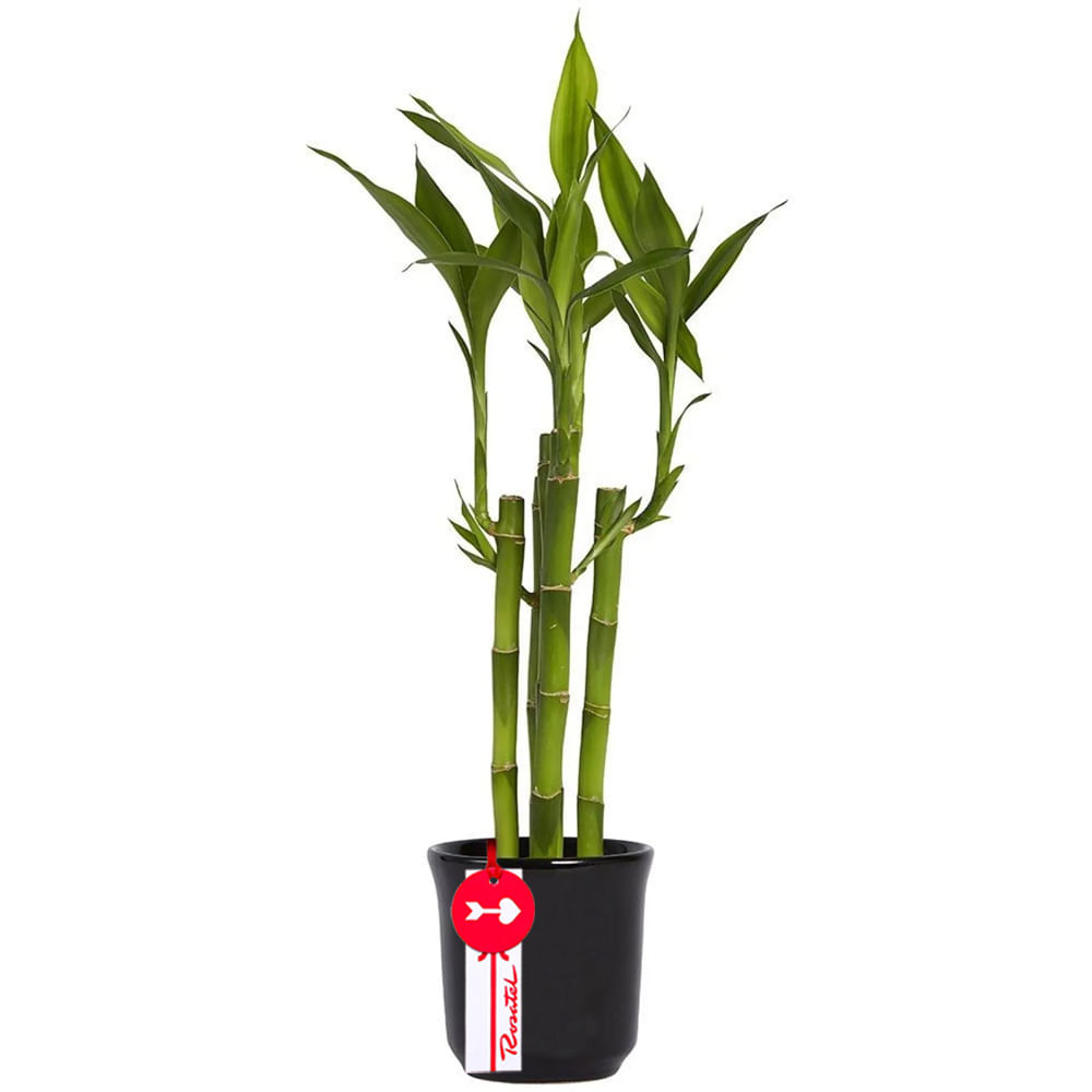 Base Cerámica con 5 Varas de Bambú