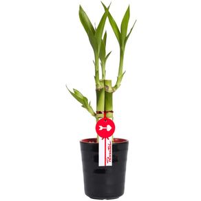 base-ceramica-con-3-varas-de-bambu