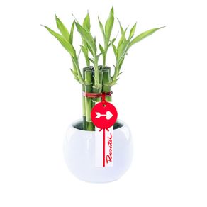 base-ceramica-blanca-con-7-varas-de-bambu