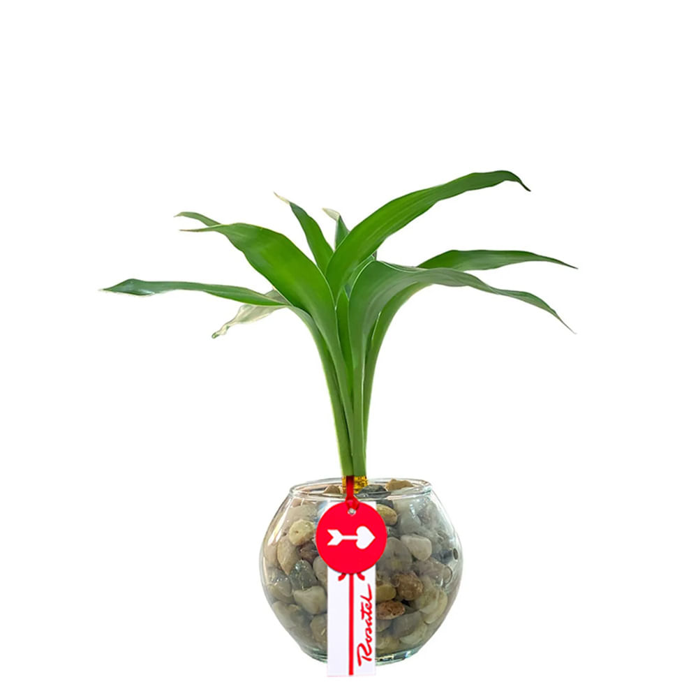 Bambú de 3 Varas en Pecera