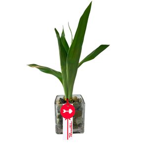 bambu-de-3-varas-en-vidrio-cuadrada