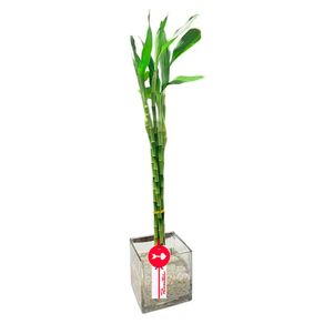 bambu-de-8-varas-con-piedras-blancas