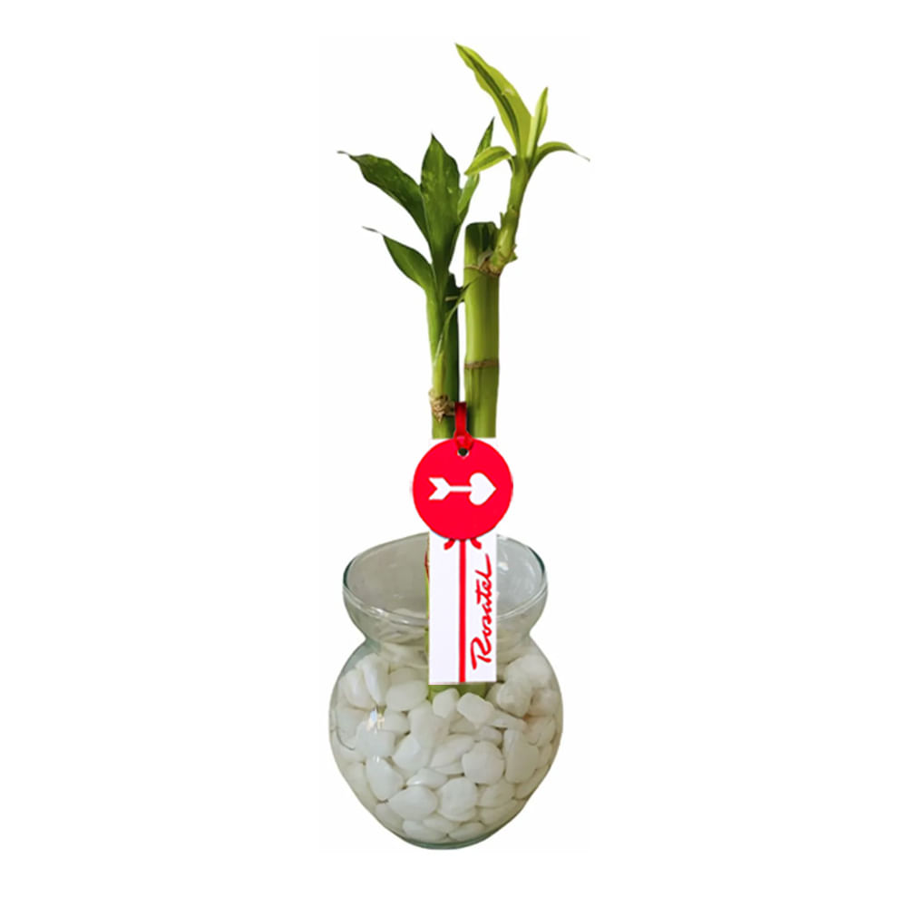 Bambú de 3 Varas y Piedras Blancas