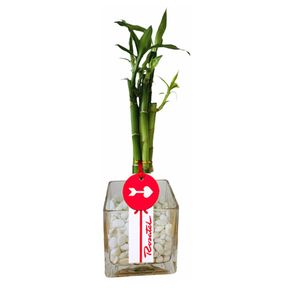 bambu-de-5-varas-con-piedras-blancas