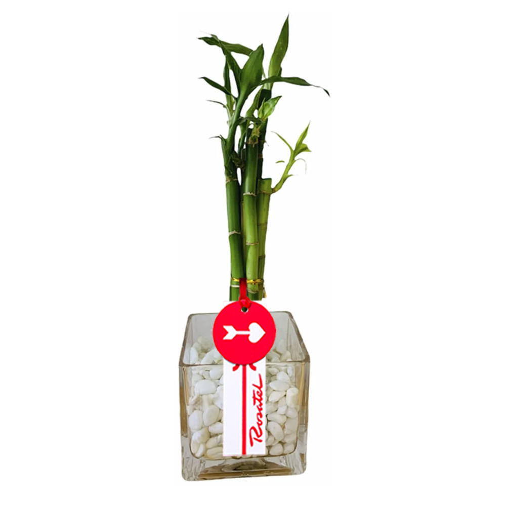 Bambú de 5 Varas con Piedras Blancas