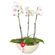 planta-orquidea-phalaenopsis-blanca-3-varas-en-base-blanca