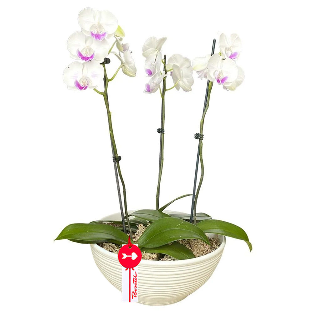 Planta Orquídea Phalaenopsis 3 Varas en Base Blanca