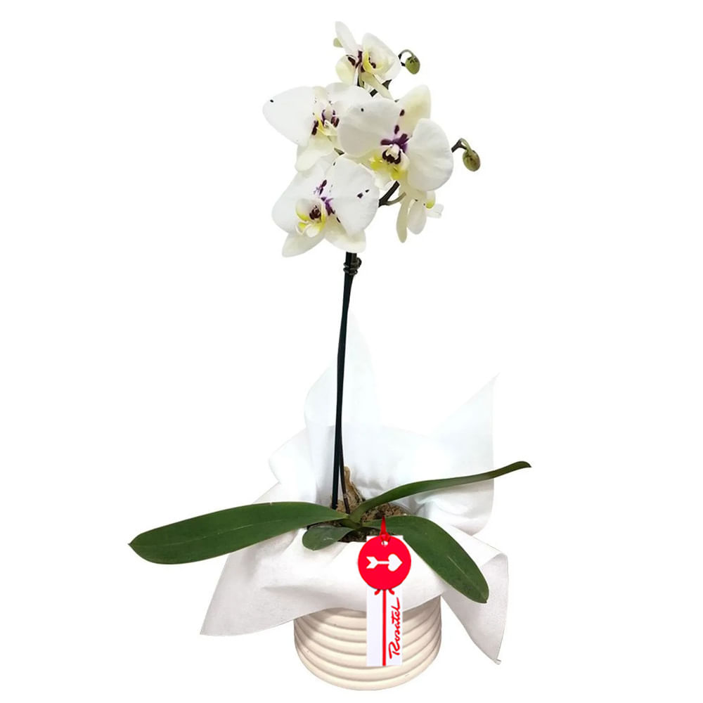 Planta Orquídea Phalaenopsis con Tul Blanco