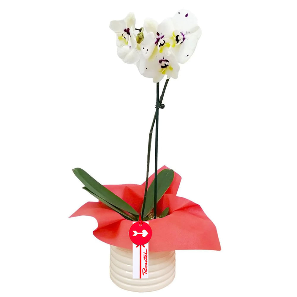 Planta Orquídea Phalaenopsis con Tul Rojo