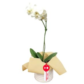 planta-orquidea-phalaenopsis-blanca-con-tul-natural
