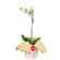 planta-orquidea-phalaenopsis-blanca-con-tul-natural