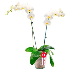 planta-orquidea-phalaenopsis-blancas-2-varas