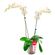 planta-orquidea-phalaenopsis-blancas-2-varas