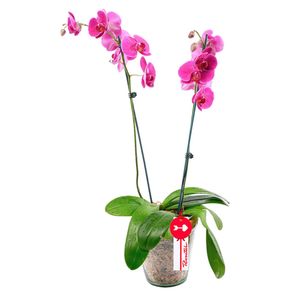 planta-orquidea-phalaenopsis-fucsia-2-varas