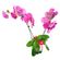 planta-orquidea-phalaenopsis-fucsia-2-varas