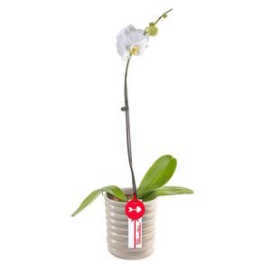 planta-orquidea-phalaenopsis-en-base-beige