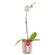 planta-orquidea-phalaenopsis-en-base-beige