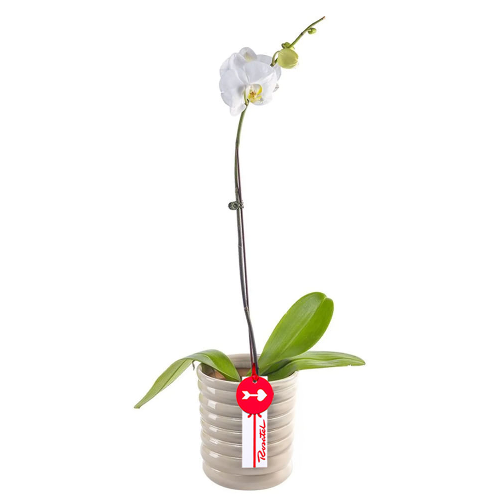 Planta Orquídea Phalaenopsis en Base Beige