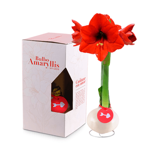 bulbo-amaryllis-en-cera-blanca-rosatel