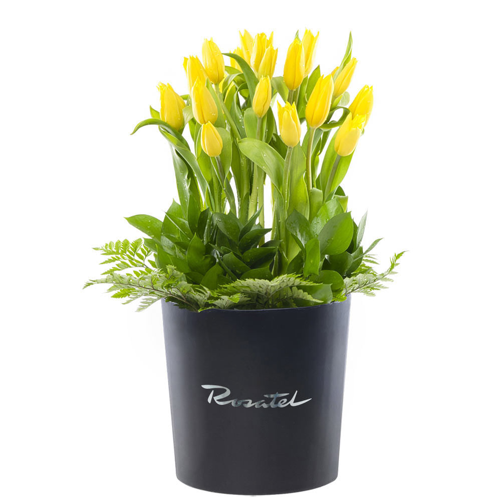 Sombrerera Negra Grande 20 Tulipanes