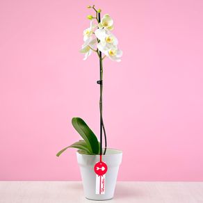 planta-de-orquidea-en-base-blanca-rosatel