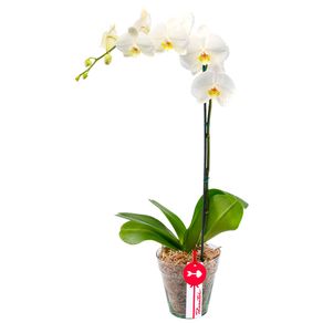 Planta Orquídea Phalaenopsis Blanca