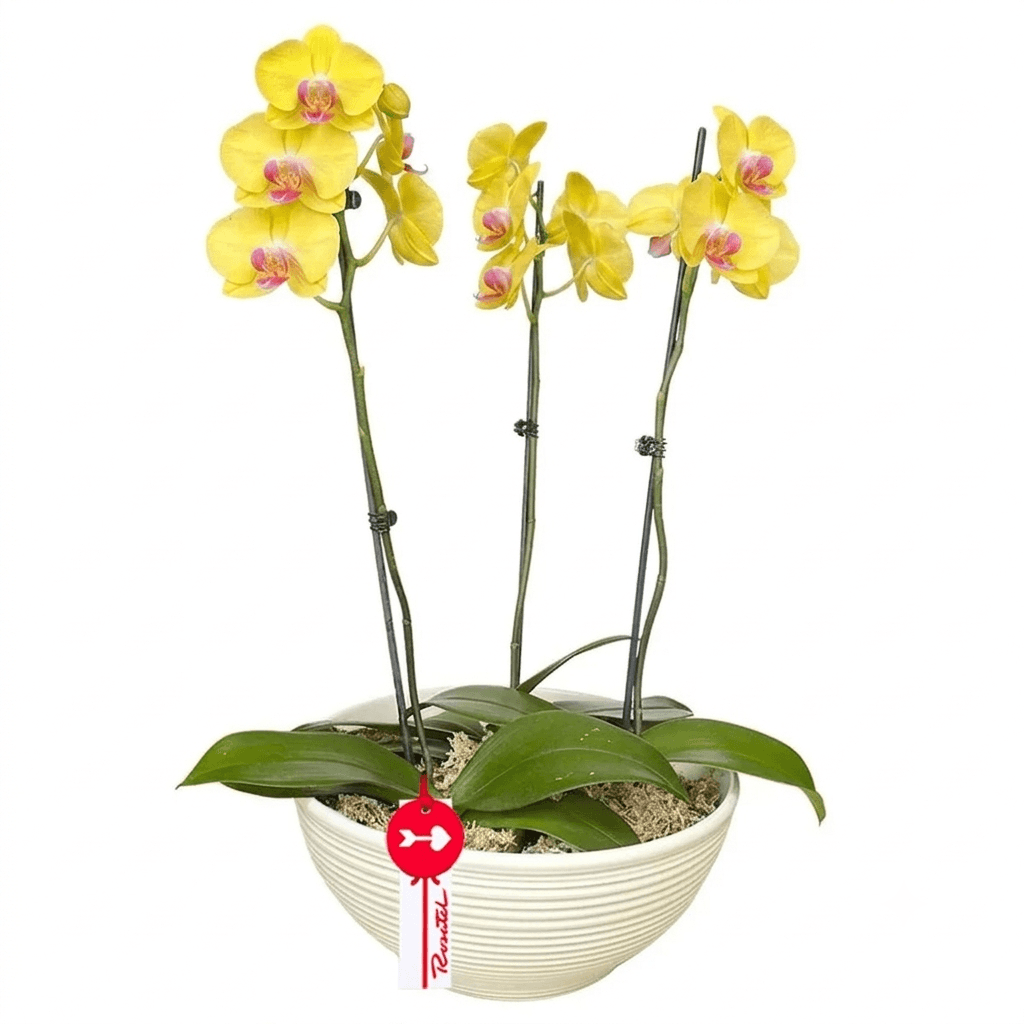 Planta Orquídea Phalaenopsis Amarilla 3 Varas